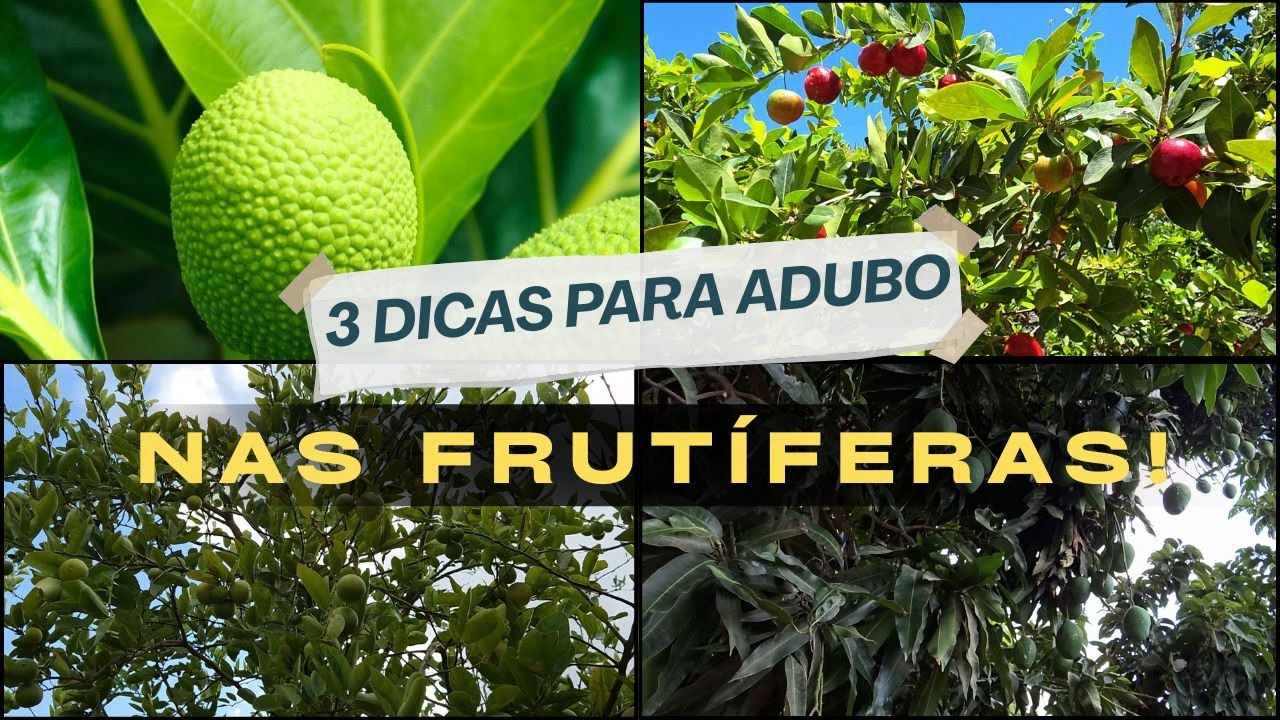 Como adubar árvores frutíferas fruta pão