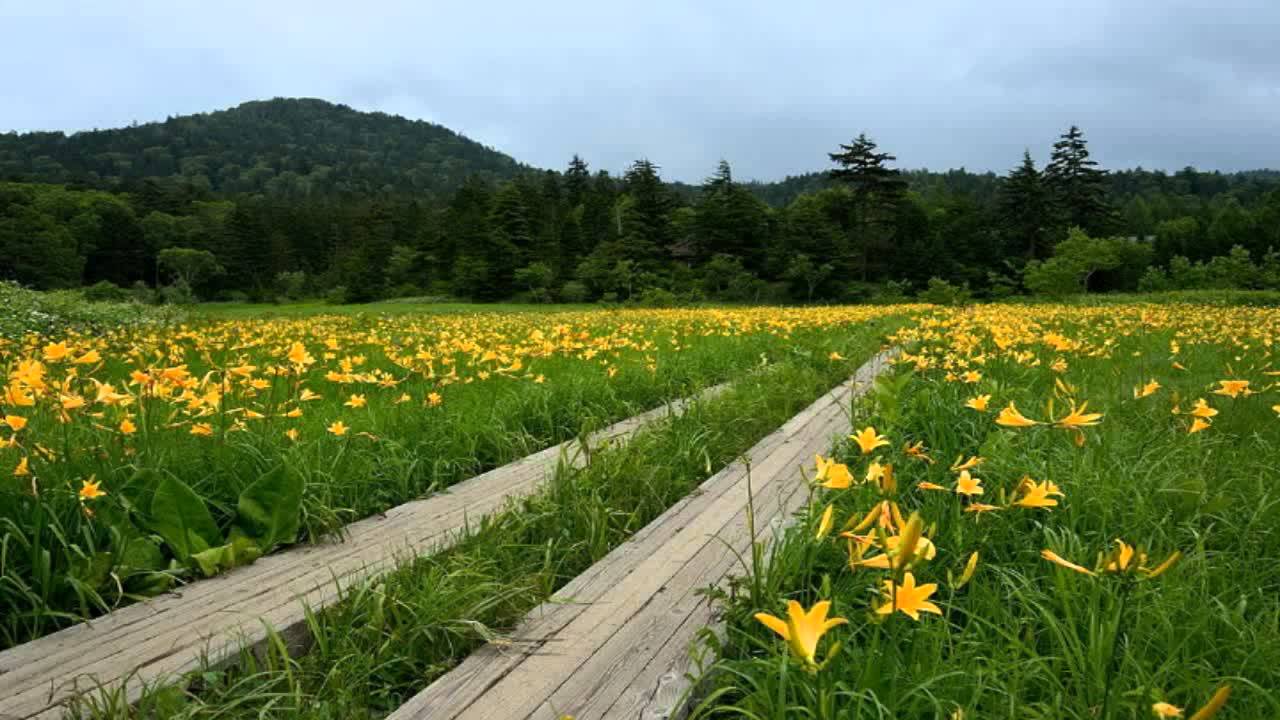 さんぽ （となりのトトロ） スライドショー 秋山カズ