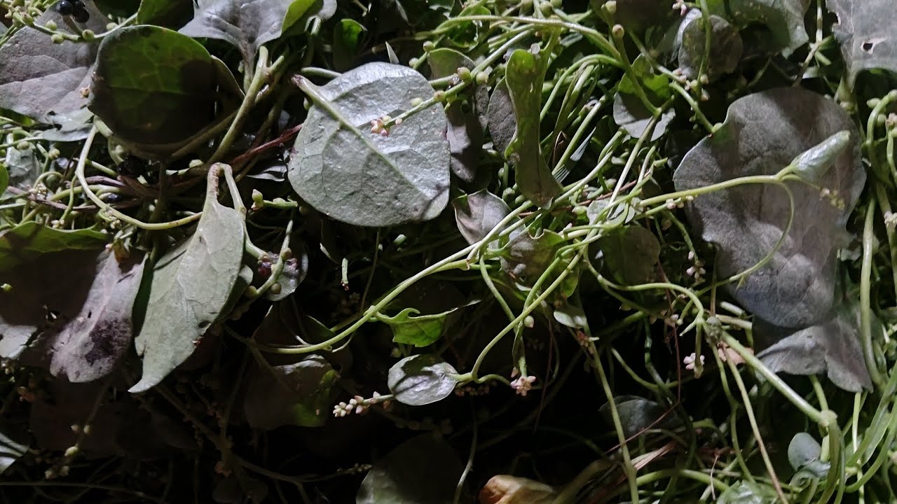 Poi ka saag recipe