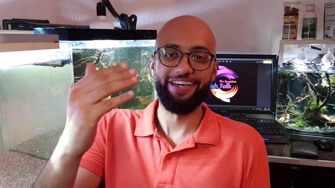 محاربين الطحالب في احواض اسماك الزينة