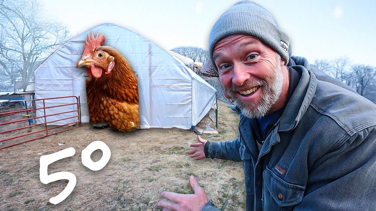 How I Turned My Greenhouse into a Winter Chicken Paradise