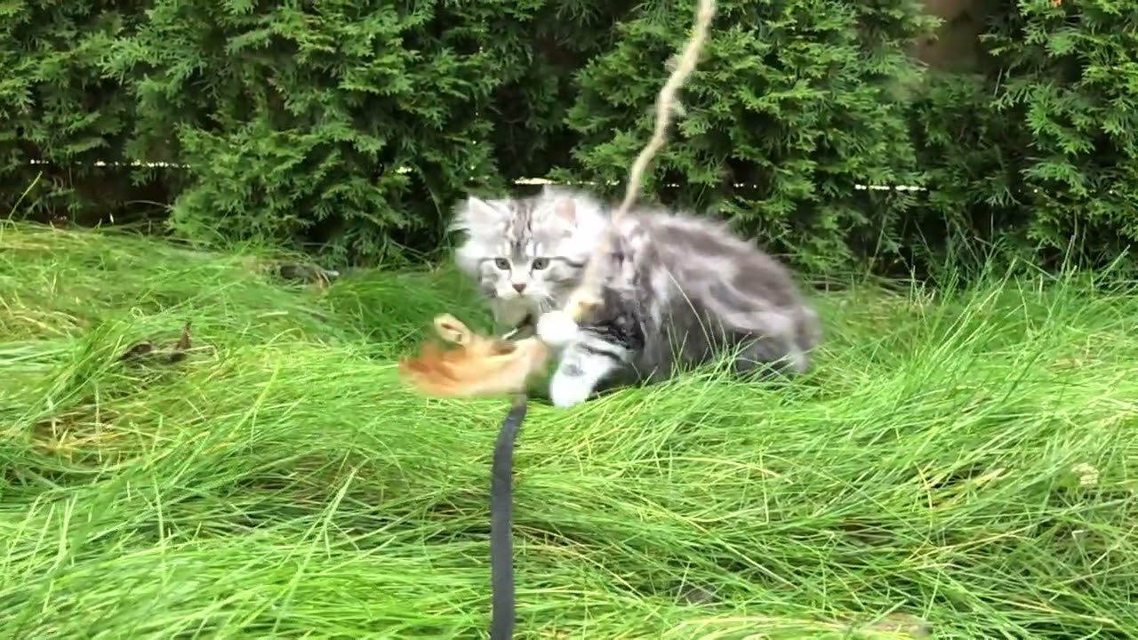 Ergaki Cattery - Silver Siberian kitten playing in the garden
