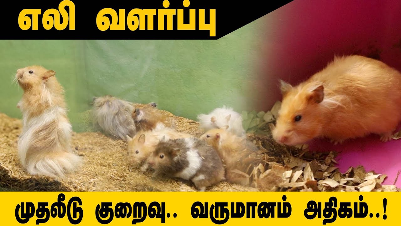 வெள்ளை எலி வளர்ப்பில் வருமானம் ஈட்டும் கல்லூரி மாணவன் | Hamster farm in Chennai