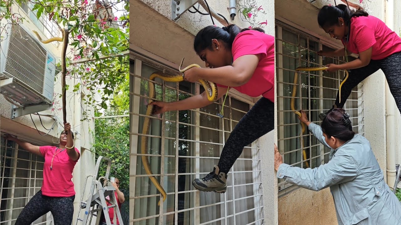 😱😱बापरे भला मोठ्ठा साप AC वरती चढून बसलेला पाहा कशा पद्धतीने त्याला रेस्क्यु केले🐍😳😳
