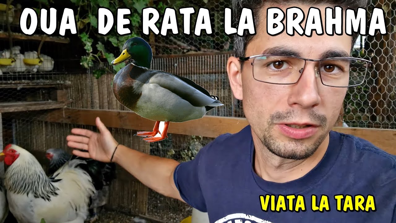 Am primit o SURPRIZĂ! Am pus oua de rață sălbatică la o găină Brahma 