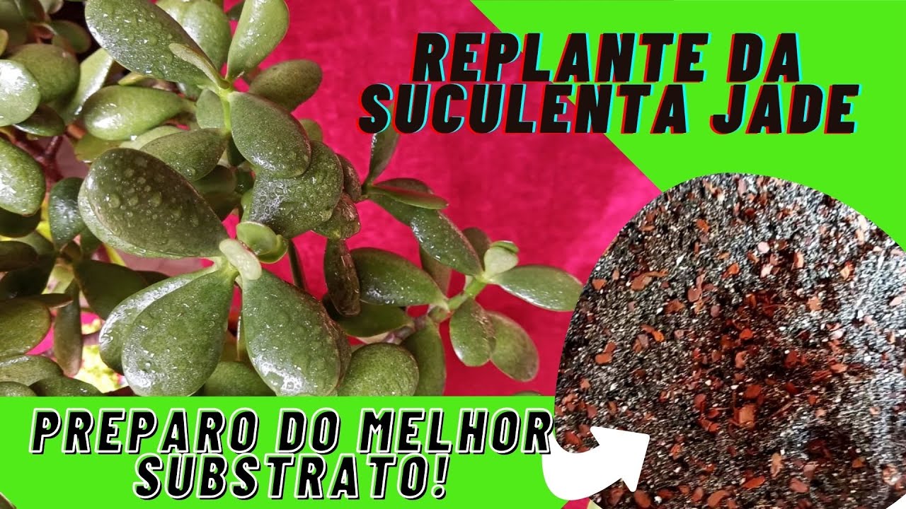 REPLANTE da suculenta JADE e o preparo do MELHOR SUBSTRATO