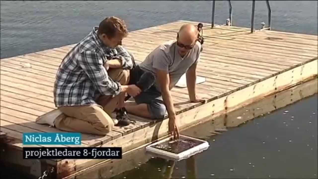 Ålfiske - Svenska reportage om inplantering av ål i Sverige