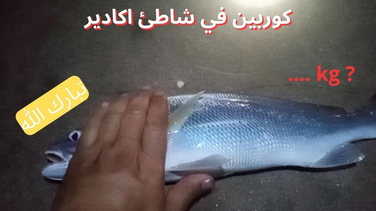صيد الكوربين في شاطئ اكادير وحصيلة رائعة