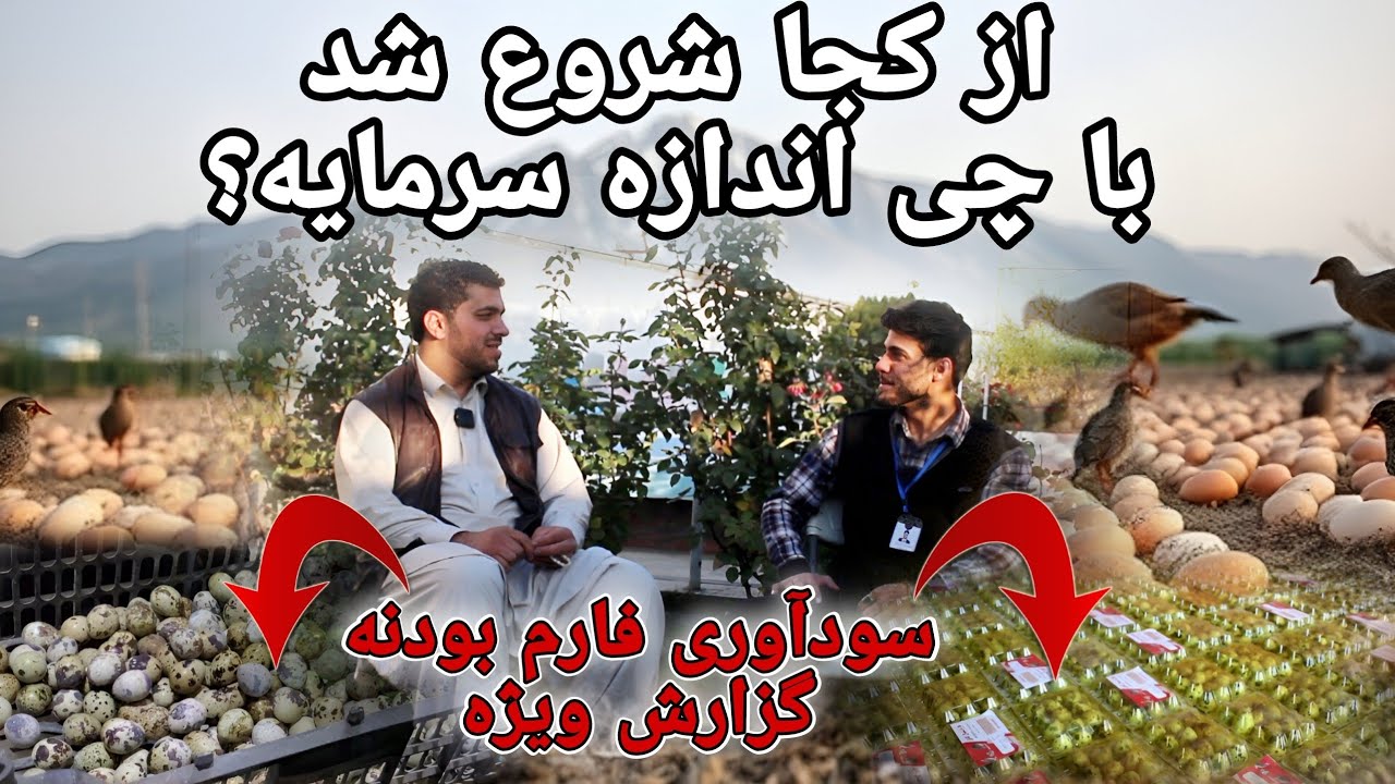 گذارش ویژه: چگونه این فارم بزرگ بودنه به موفقیت خیره‌کننده رسیده است؟ || شرکت مرغداری فقیری