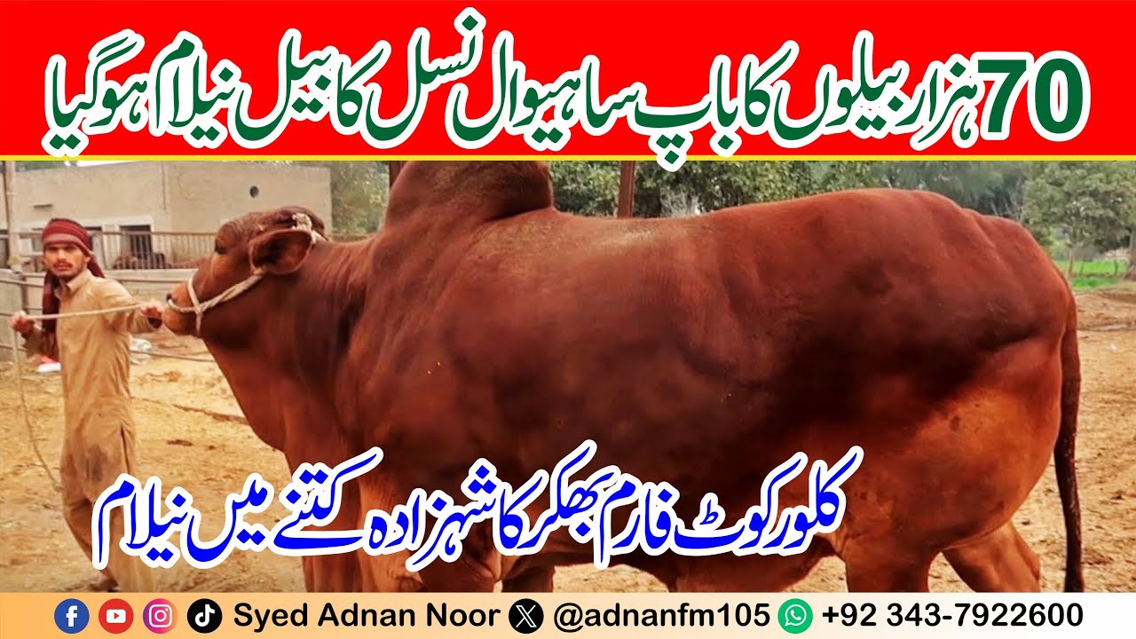 Sahiwal Bull Auction | Klorkot Farm Bhakkar | Sahiwal Bull | Syed Adnan Noor