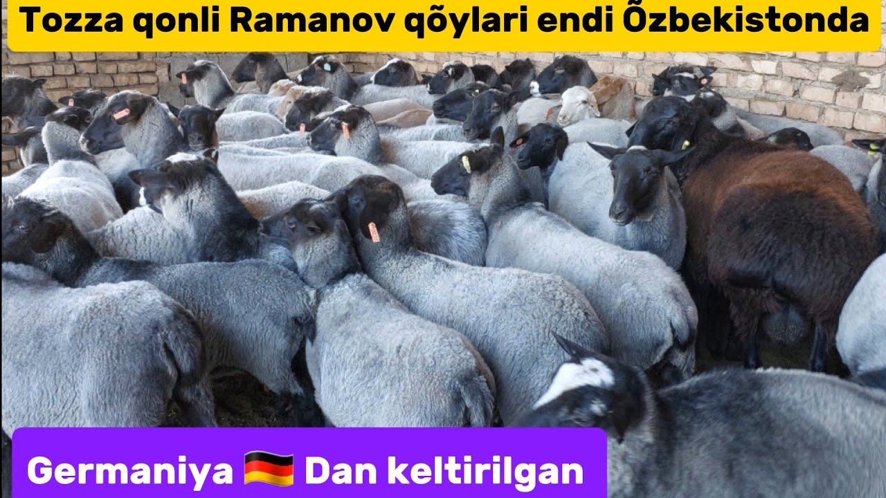sotilgan.........Ramanov 🐏  zotli qõylar va xisori sovliq hamda qõchqorlar arzon