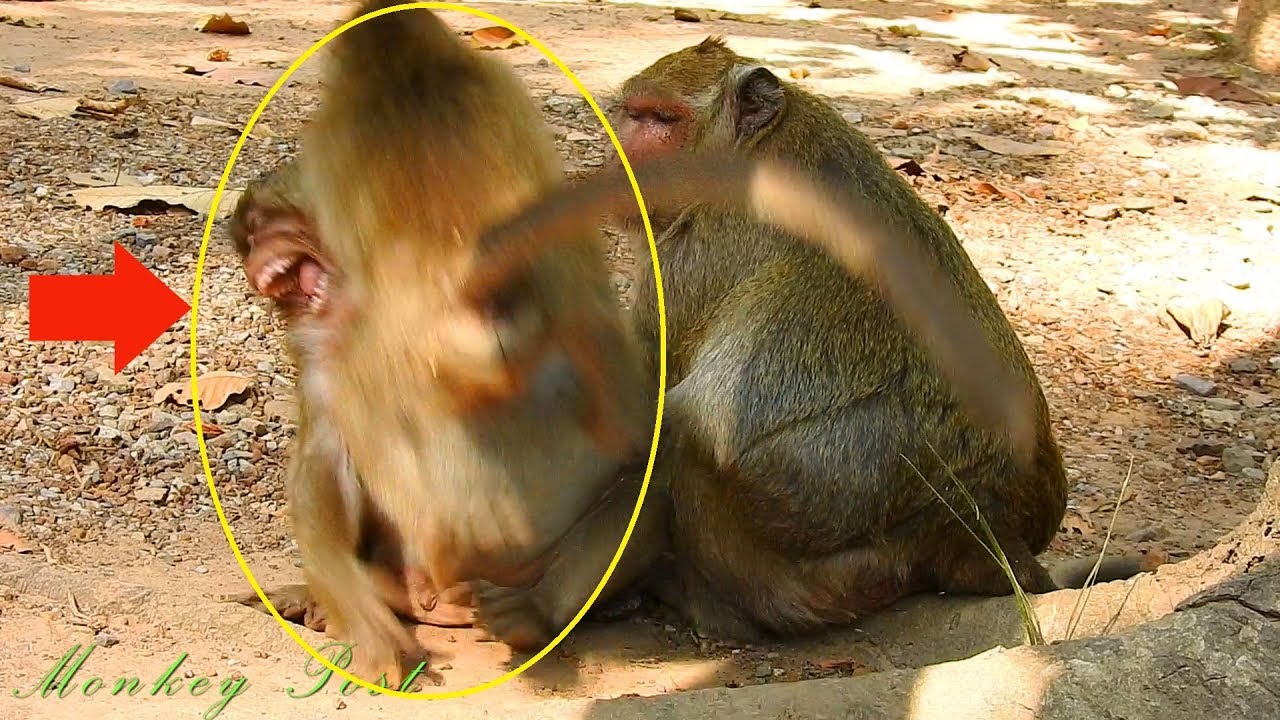 OMG ! What happen wrong Karri why you attack hurt boy Sweet Pea like this / Monkey Post