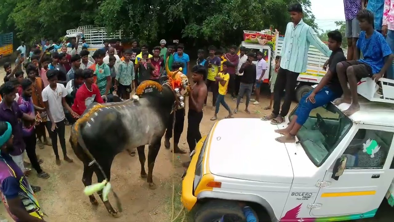 அத்திகனூர் ராஜாதி ராஜா அம்மு குரூப்ஸ் சரித்திர நாயகன் குன்னத்தூர் விதி வெளி ஓட்டம்#dream #love #cow