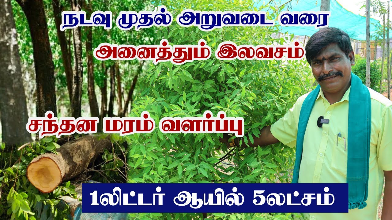 கோடிகளில் லாபம் தரும் சந்தன மரம் | Santhana Maram Valarpu | Sandalwood Cultivation Farming