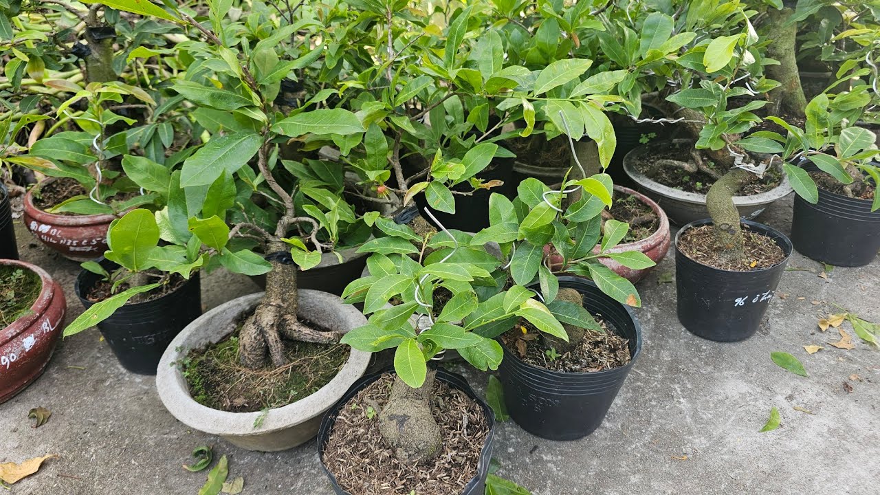 CHIỀU 10/3🥰0368.79.79.89🥰20 CẶP  MAI MINI 250K/CẶP BAO SHIP 