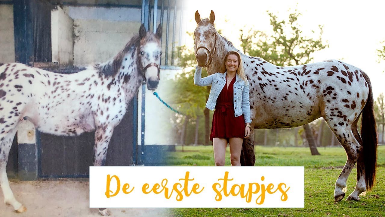 De eerste stapjes met je jonge paard! | felinehoi PUP NAAR PAARD #1