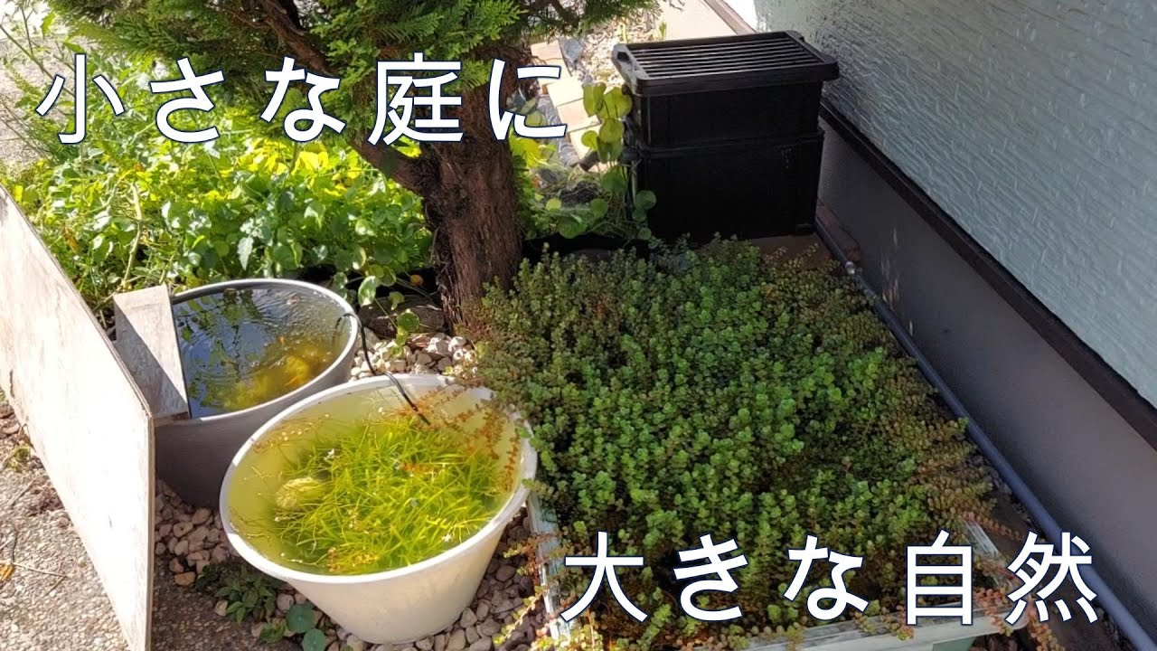 小さいけれど立派なお庭