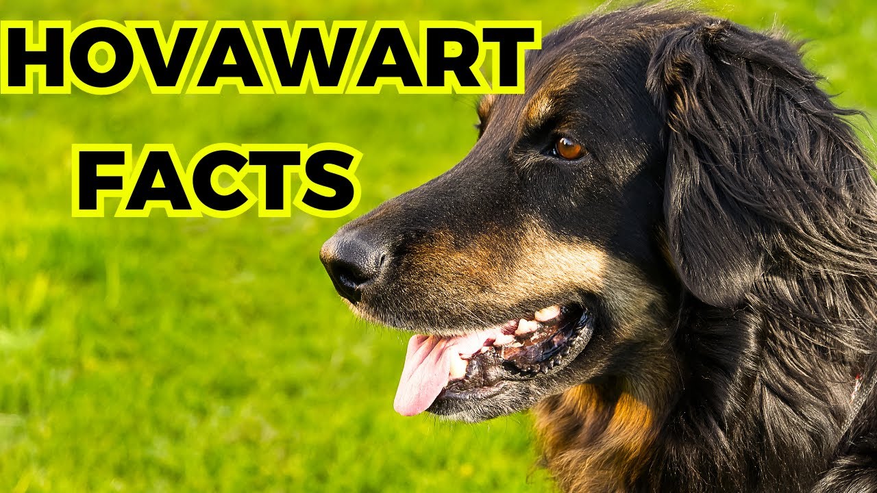 Hovawart - Top 10 Interesting Facts