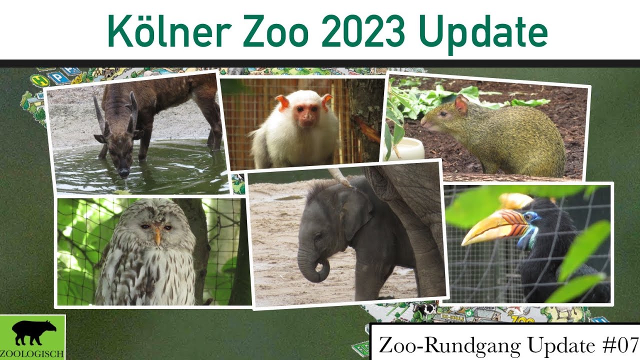 Neue Nashornanlage und mehr | Kölner Zoo 2023: Das hat sich verändert | Zoo-Rundgang Update #07