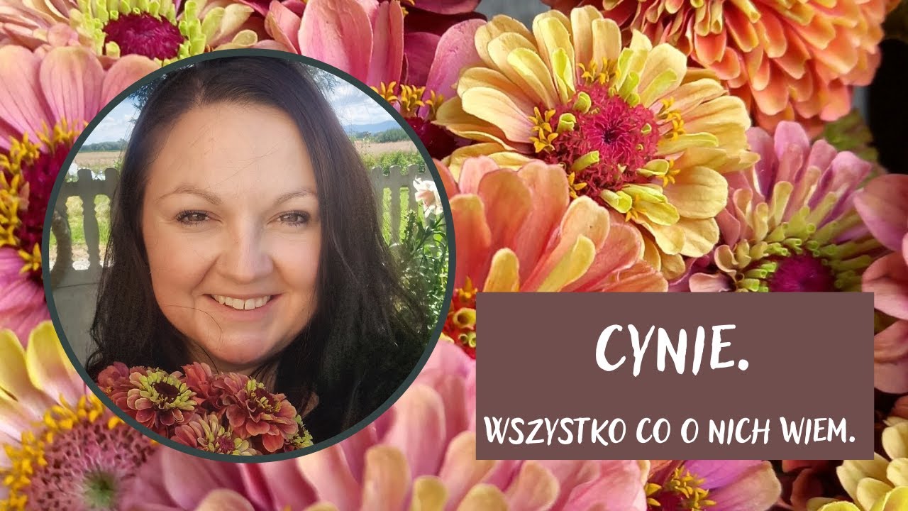 Jak wysiewać cynie.