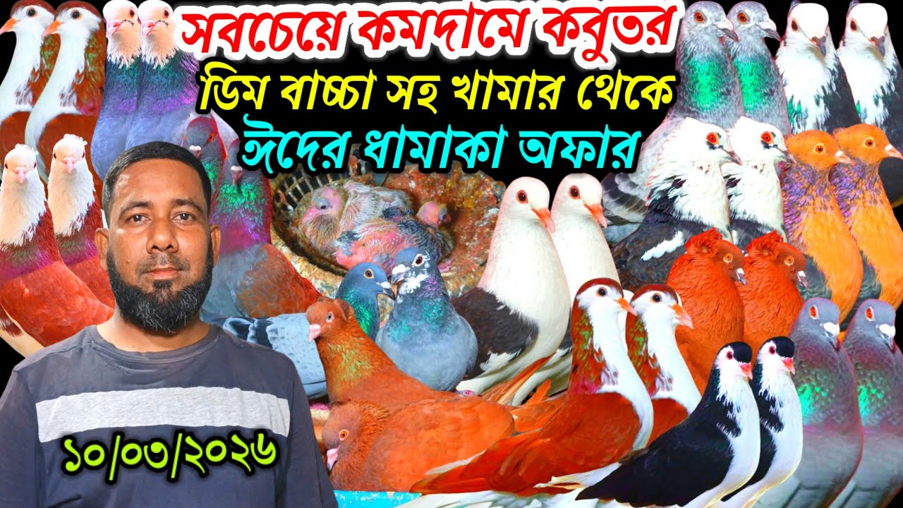 সবচেয়ে কমদামে কবুতর ডিম বাচ্চা সহ খামার থেকে ঈদের ধামাকা অফার লুফে নিন সোহাগ ভাইয়ের কবুতর