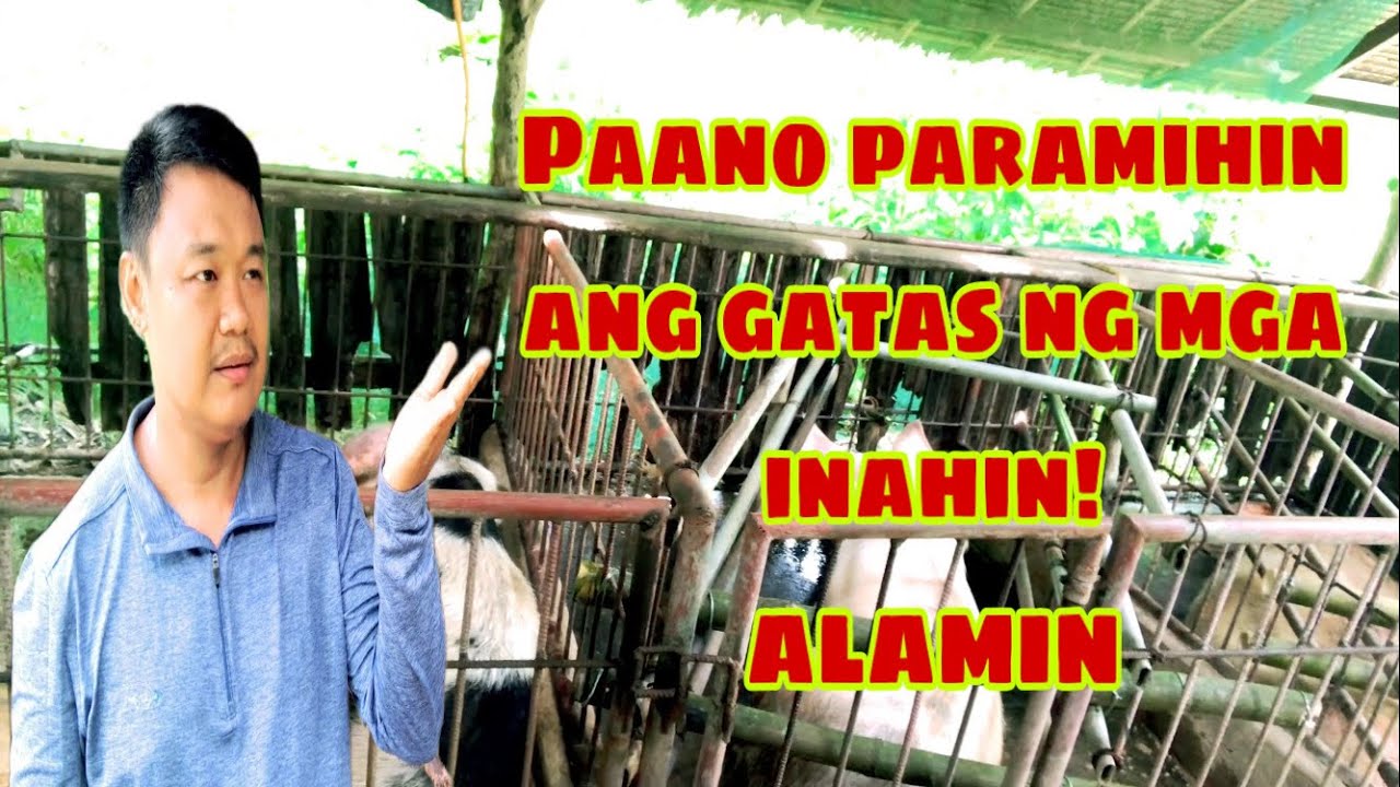 Paano paramihin ang gatas ng mga nagpapadedeng inahing baboy | Ryan Patenio