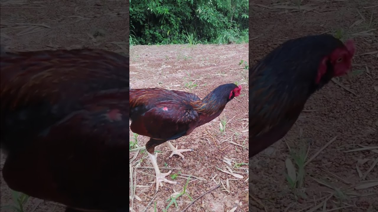ไก่สีเยียร์สวยๆ