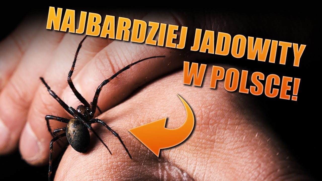 #104 &bdquo;Najbardziej jadowity pająk w Polsce&rdquo; poszukiwany - Sieciarz jaskiniowy (Meta menardi)