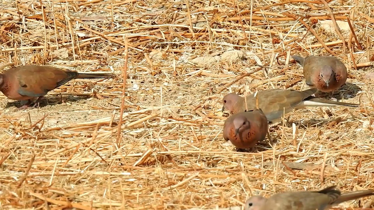 Laughing doves. Laughing dove call. Spilopelia senegalensis. doves