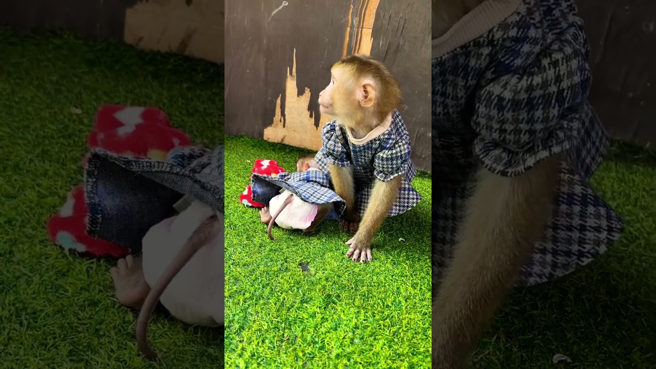 What happened #youtubeshorts #tto endin#viralvideo #viralshort #pets #shorts #viralvideos #funny