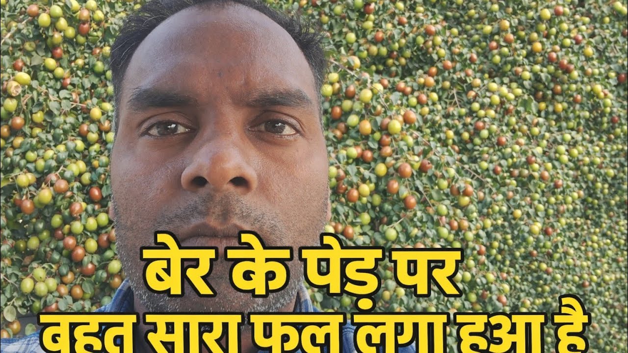 आज के काम में मिला खजाना 😍बेर के पेड़ पर लगा ढेर सारा फल | देसी गांव का नज़ारा।बरगद के पेड़ के फायदे