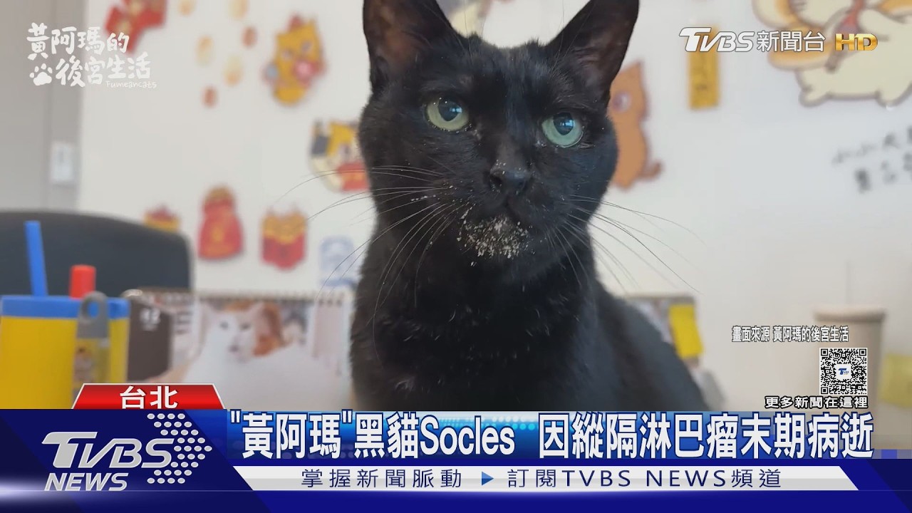 「黃阿瑪」16歲黑貓Socles病逝! 頻道宣布停更｜TVBS新聞 @TVBSNEWS01
