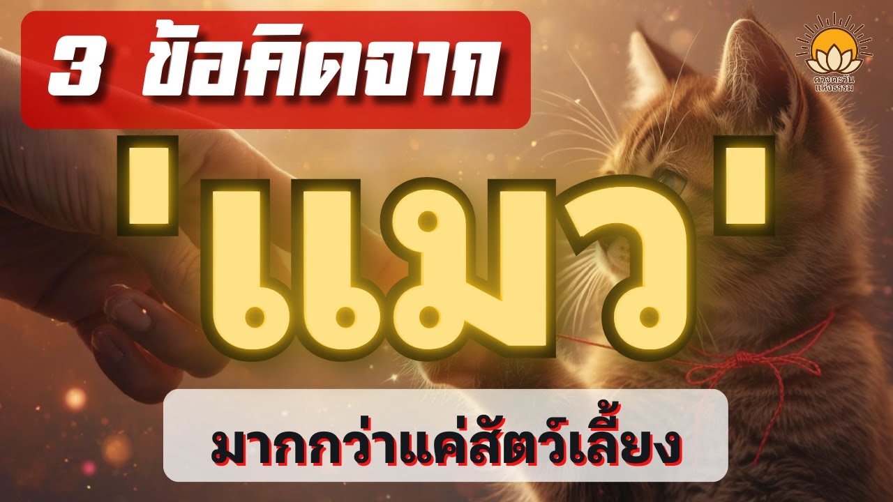 'แมว' เป็นมากกว่าแค่สัตว์เลี้ยง บทเรียนทางธรรม 3 ข้อคิดที่ได้จากแมว