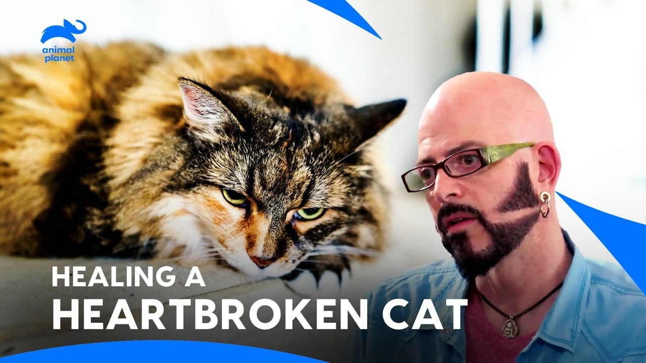 Cat in Crisis: Angry Shelter Cat Battle with Panleukopenia Virus | My Cat From Hell | Animal Planet
