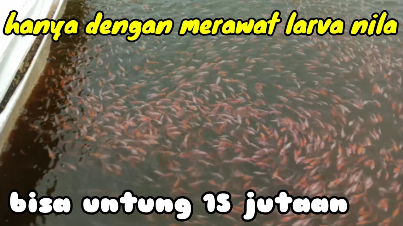 hanya dengan merawat larva ikan nila bisa untung 15 jutaan//cara yang sangat mudah