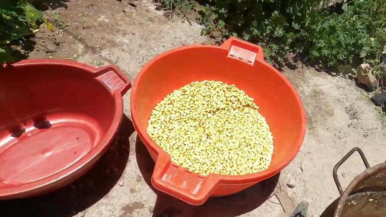 COMO PELAR MAÍZ CON CENIZA