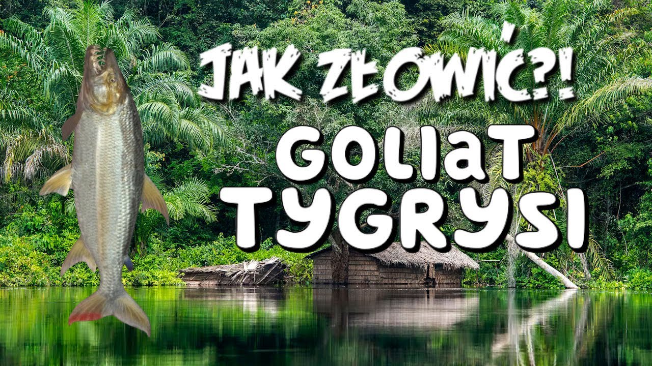 🎣Jak złowić🎣 goliata tygrysiego na rzece Kongo! #fishingplanet #guide #tutorial
