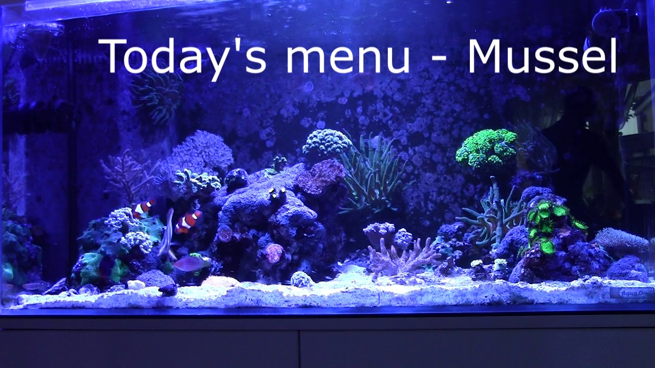 Aqua One Minireef 180 | Moje Akwarium 🐠&hearts;️🐟