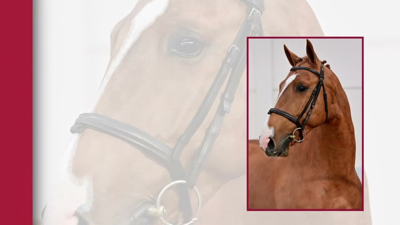 BWP Young Horses Auction - the full collection