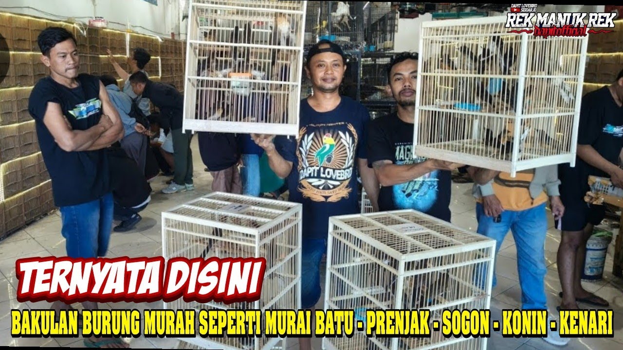 TERNYATA DISINI !!! BAKULAN BURUNG MURAH SEPERTI MURAI BATU - PRENJAK - SOGON - KONIN - KENARI DLL