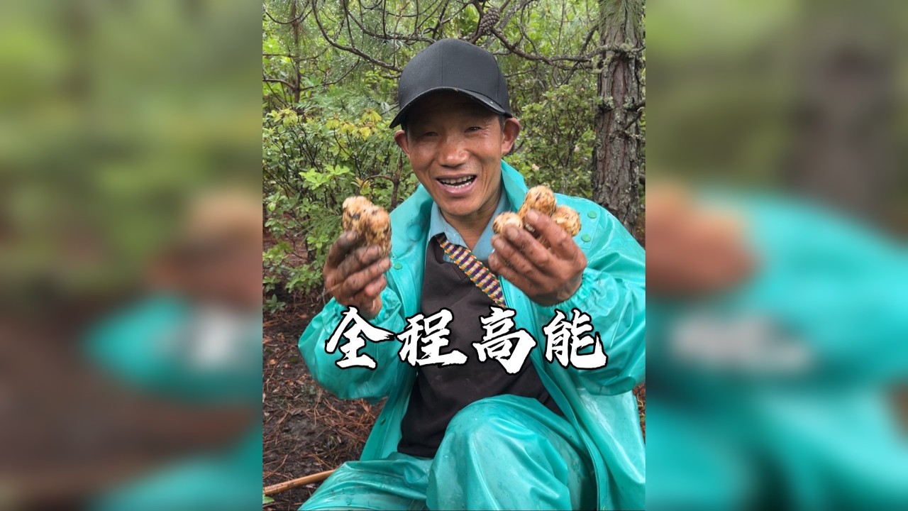 今年采松茸第三天，一早上就拿下了几斤的精品菌