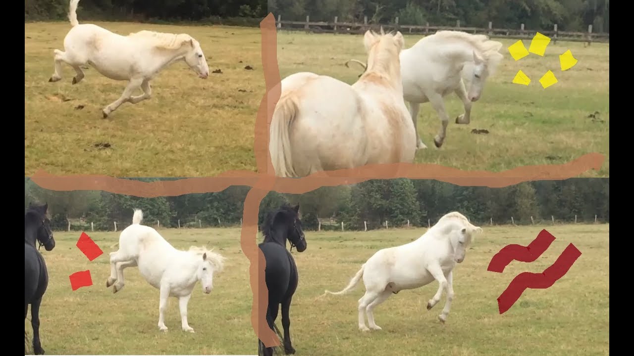 😝 Pferd tobt wild || horse gone wild and crazy 😝 🚨