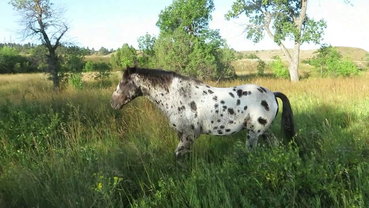 2019 Foundation Appaloosa Herd Keenan Ranch