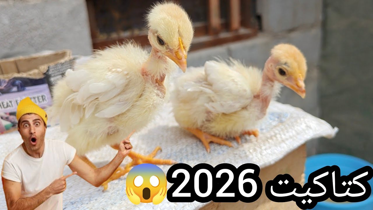 فحصت البيض🥚الفقاسه+شتغلت بل محميه الجديده😊كتاكيت🐣ام فتل 