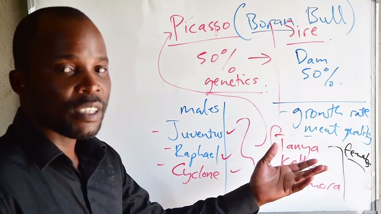 Animal Breeding Good bulls: Discussion: Zimbabwe