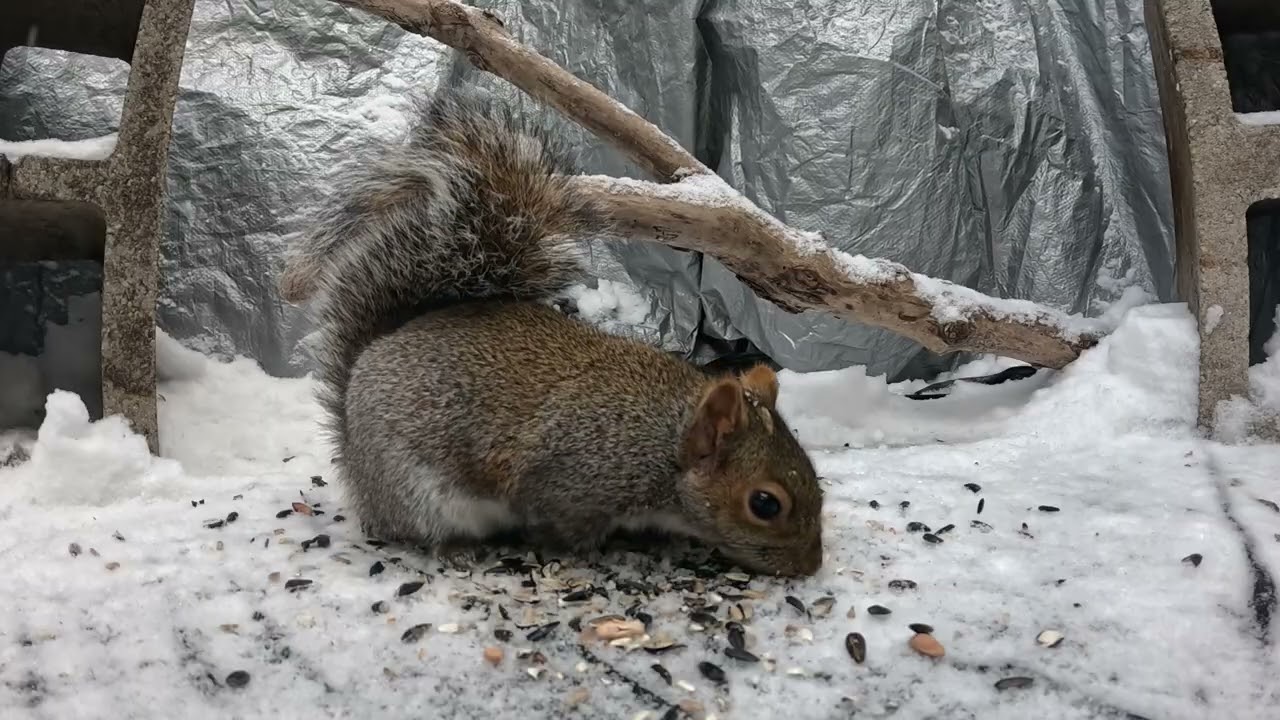 Critter Cam - 12-29-25 - Light snow with cardinals, sparrows, juncos and squirrels.