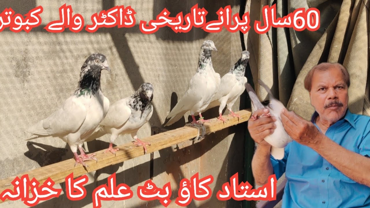 Ustad kaow butt doctor waly kabuter and very informated talk by birds 
