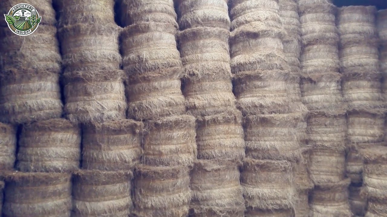 8.7 Million Acres Of Flax Harvested & Processed To Linen Fabric This Way | Farming Documentary