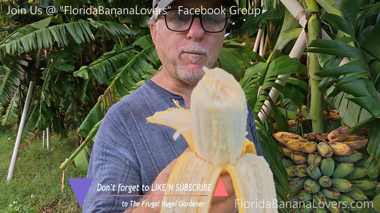 Harvesting Individual BANANA Fingers for my Chickens