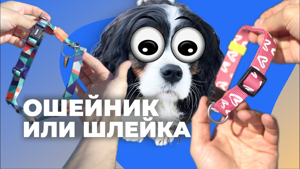 Что выбрать: ошейник или шлейка? 🐕 Полный разбор амуниции